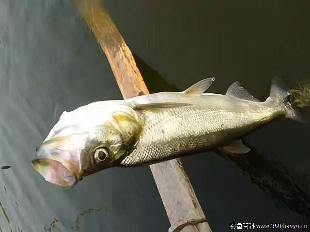 路亚青梢翘嘴的钓法及特点