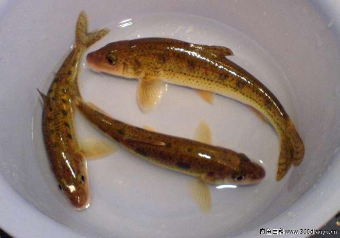 此鱼非常罕见, 因身有七个黑点, 故名"七星麻鱼"